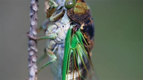 17 Year Cicada Insect Britannica