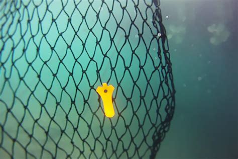 Where are the videos, once downloaded? This High-Tech, Biodegradable Fishing Net Could Help Save ...