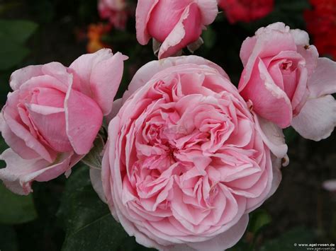 Buy Kiss Me Kate Climbing Rose Agel Rosen