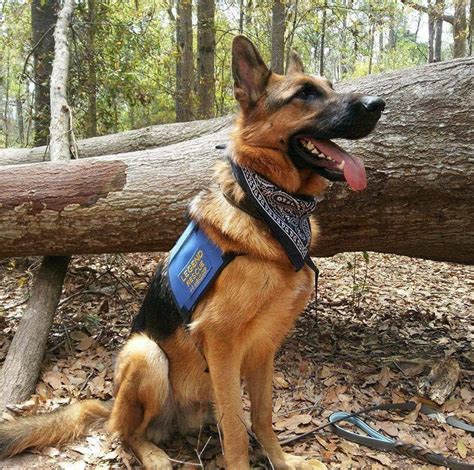 Here you will find information on how to adopt or foster a dog, view available dogs, submit an application for. K9 Services German Shepherd Rescue - K-9 Services German ...