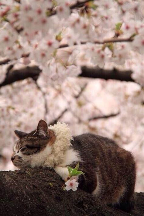Cherry Blossom Cat Crazy Cats Cats Cats And Kittens