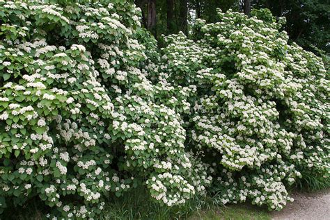 Viburnum Hedge In Flower Plant And Flower Stock Photography