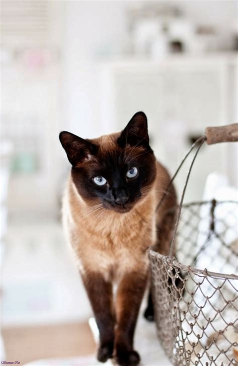 8 Questions To Ask At Himalayan And Siamese Cat Himalayan And Siamese