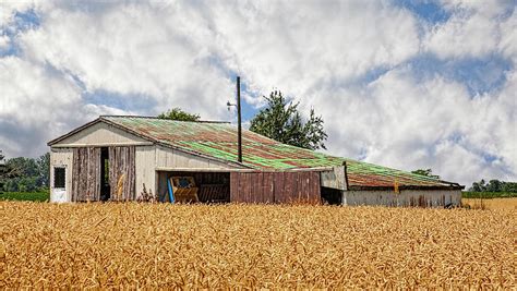 Weathered Barn In Wheat Field Photograph By William Sturgell