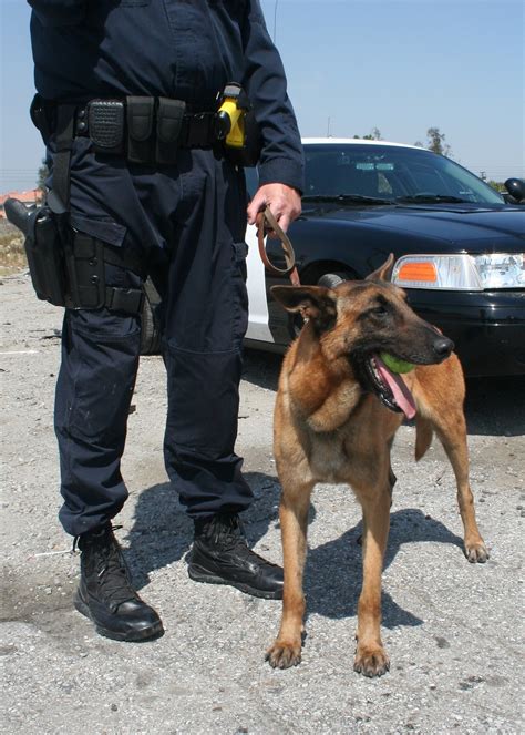 Jobs In Cars Police K9 Unit Hot Rod Network