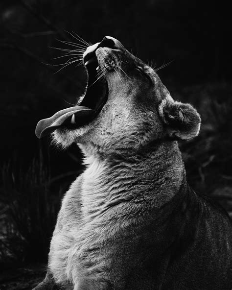 Black And White Photo Of Animals Wallpaper Shardiff World