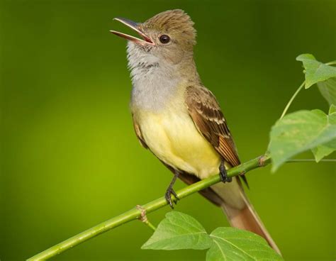 40 Small Birds You Should Know Id Photos