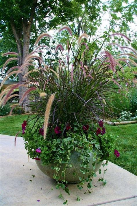 Best flowers for pots uk. 40 Best Ornamental Grasses For Containers (9) | Vertical ...