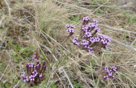 African Plants A Photo Guide Verbena Brasiliensis Vell