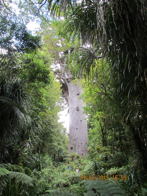 Lord Of The Forest New Zealand 2000 Yr Old Kauri Tree Waipoua