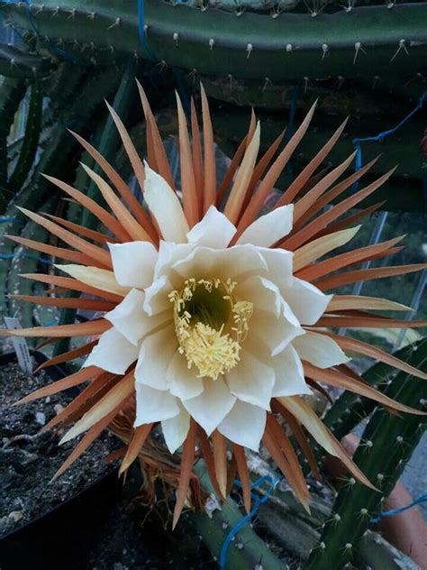 Whereas with pickly pear you spend so much time trying. Pin by Mona Moni on Cactus & Succulent | Orchid cactus ...