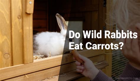 Do Wild Rabbits Eat Carrots? - Nursing Pets