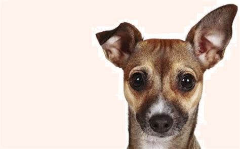 Πώς να καταλάβετε τι θέλει να σας πει ο σκύλος σας Newsgr