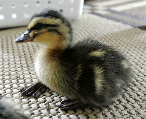 At nine months old, babies have typically tried some new foods. What Do You Feed Baby Ducks for Proper Growth? - Backyard ...