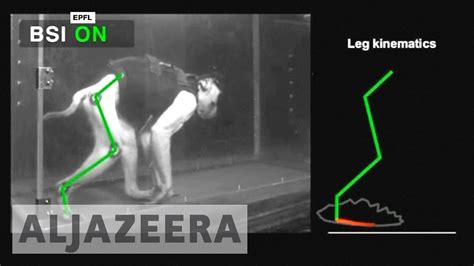 Brain Implants Allow Paralysed Monkeys To Walk Youtube