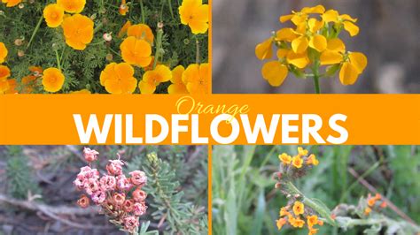 Wildflower, grass and native seeds. Vaughn the Road Again: Orange Wildflowers