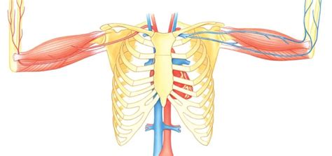 The primary responsibilities of the ribcage involve protecting the thoracic visceral organs, enclosing the thoracic visceral organs, and is included in the general mechanics of the process of breathing. The human ribcage - How It Works