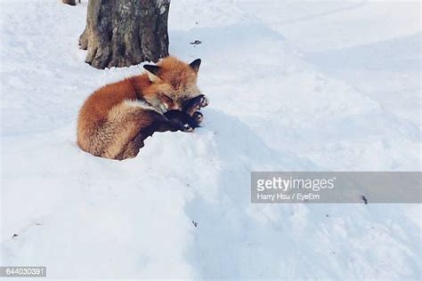 Fox Curled Up Photos And Premium High Res Pictures Getty Images