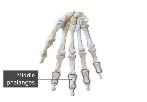 Phalanges Of The Hand Phalanx Bones Getbodysmart