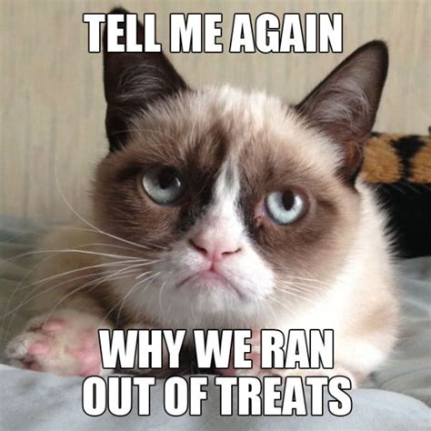 Funny Grumpy Cat Meme Selection 14 Pics