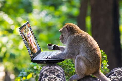 Monkeys Play Computer Shutterstock490417189 Fundcalibre