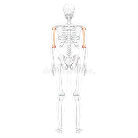 Skeleton Humerus Arm Human Back Posterior Dorsal View With Partly