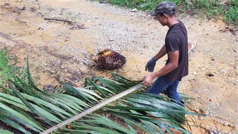 Kemudahan berbelanja secara online yang disediakan oleh tokopedia akan sangat membantu kamu menghemat waktu serta tenaga. Potong sawit pokok tinggi!!sabit patah - YouTube