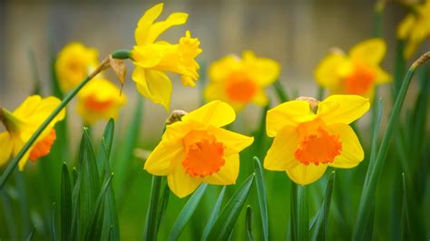 Yellow Daffodils Leaves Macro Photography Wallpaper Flowers