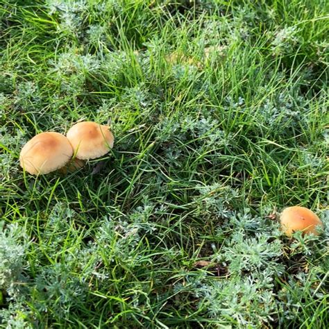 Have Lawn Mushrooms — Everything You Need To Know