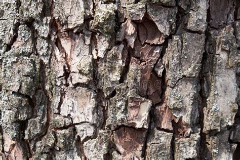 Pear Tree Bark As A Background Textured Wood Bark Stock Photo Image