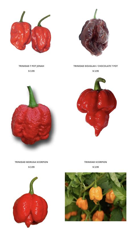Super Hot Pepper Seeds Collectionshottest