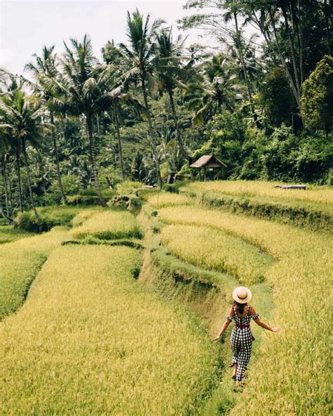 Ubud 10 Dinge Du Nicht Nicht Versäumen Solltest Bali Reiseguide