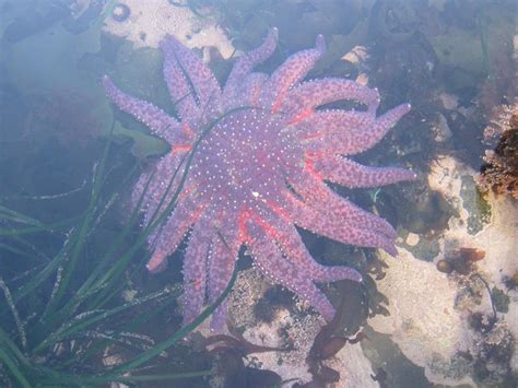 Sunflower Sea Star Deemed ‘critically Endangered After Disease Claims