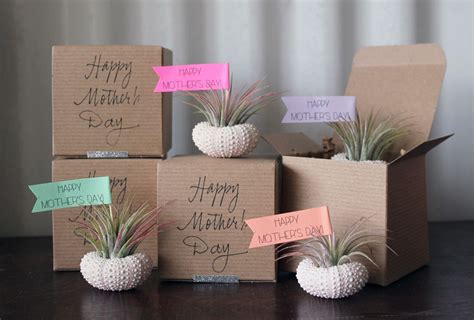 If you're looking for mother's day rings, bracelets, or earrings, look no more. Air Plant Garden mothers day gift ideas | OneWed.com