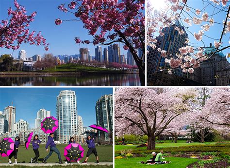Vancouver Blooms With Its Cherry Blossom Festival Forbes Travel Guide