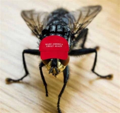 Photo Fly That Landed On Mike Pence S Head Wearing A Make America Great Again Hat