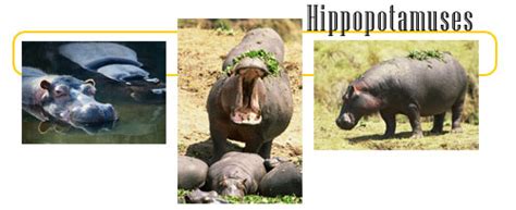 Hippopotamuses Info And Games