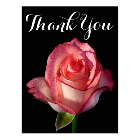 Thank You Pink Rose Flower Black Floral Postcard