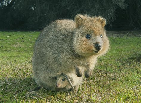 Quokkas are nocturnal animals and feed on plants. Quokka And Joey Rottnest Isl Australia Photograph by Kevin ...