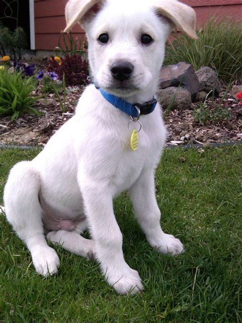 Labrashepherd My Puppy Turron When He Was 10 Weeks White Swiss
