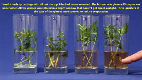 How To Root A Cutting In Water