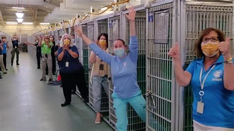 El Emocionante Video En Un Refugio De Animales