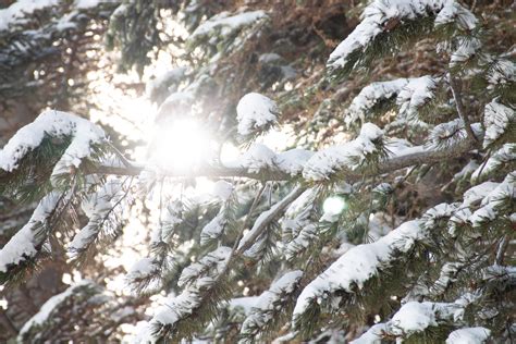 Free Stock Photo Of Snow On Coniferous Tree Branches