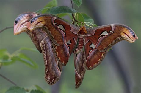 Anne Belmont Photography Atlas Moths At The Chicago Botanic Garden