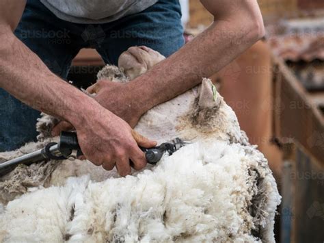 Image Of Close Up Of Shearer Shearing The Underside Of A Sheep