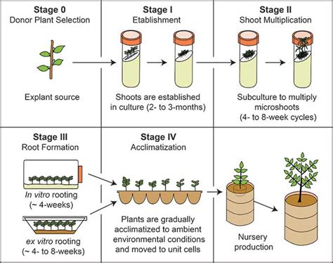 Plant Tissue Culture Diagram