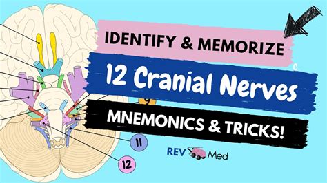 download learn the 12 cranial nerves with mnemonics new easy anatomy watch online