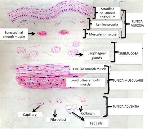 Esophagus Histology Diagram