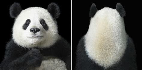 Tim Flach More Than Human Gallery Shares Amazing Animal Portraits That