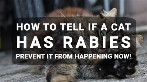 How To Tell If A Cat Has Rabies Symptoms And Warning Signs Tinpaw Images